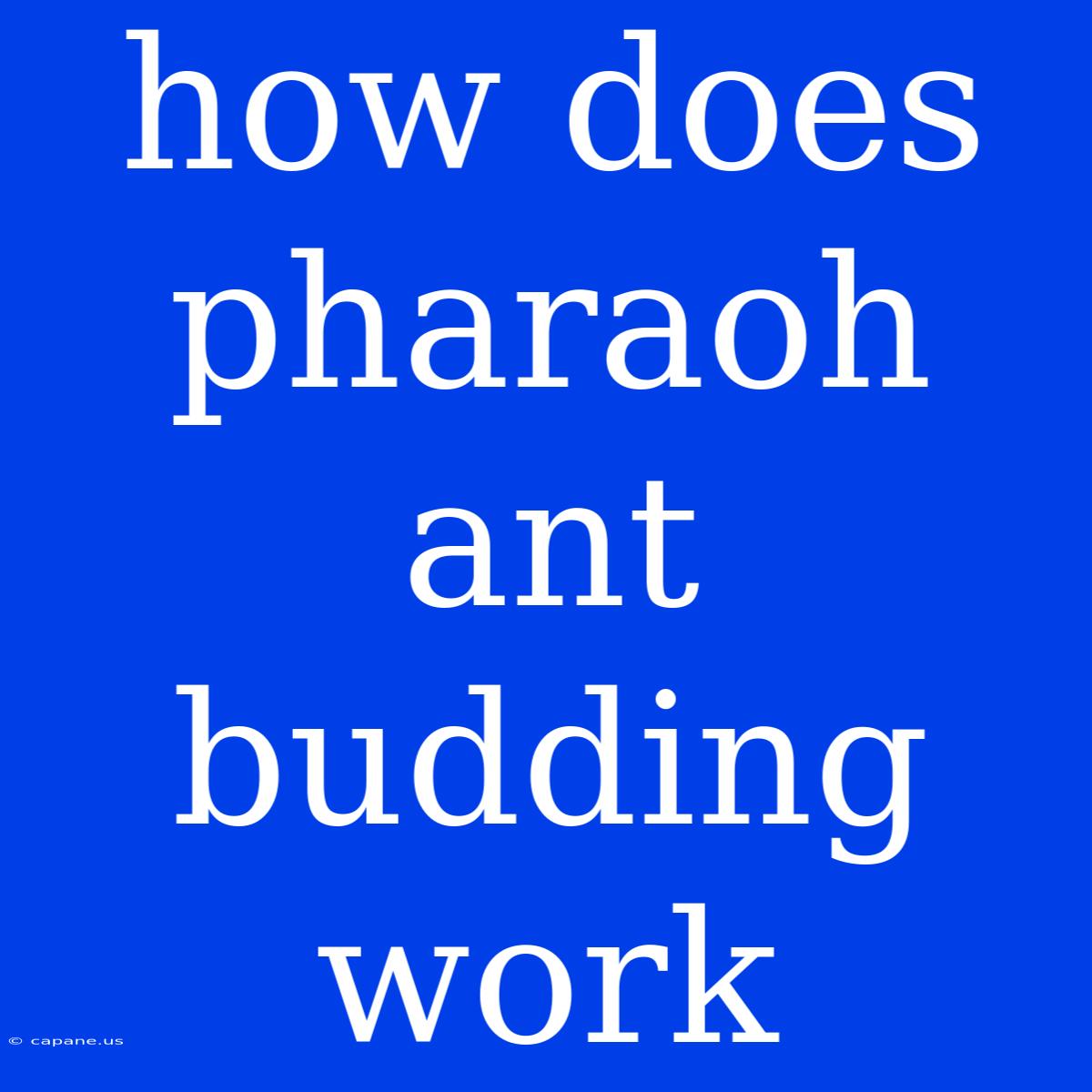 How Does Pharaoh Ant Budding Work